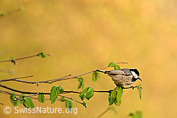 Foto: Tannenmeise (Periparus ater)