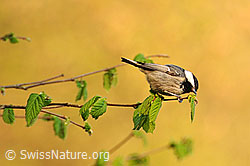 Foto: Tannenmeise (Periparus ater)