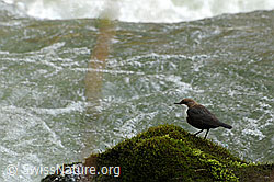 Foto: Wasseramsel (Cinclus cinclus) auf Moospolster