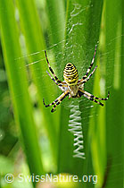 Wespenspinne (Argiope bruennichi) (04.08.2009, C052047)