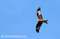 C055697: Rotmilan im Flug