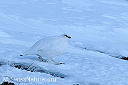 C056100: Schneehuhn (Lagopus mutus) unterwegs auf Schneefeld