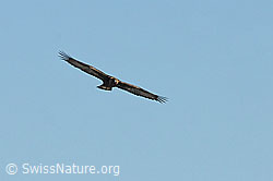 Foto: Adler im Flug
