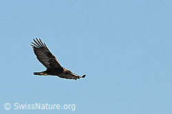 Foto: Fliegender Adler