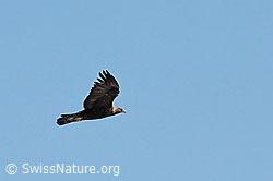 Foto: Adler