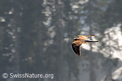 Foto: Turmfalke