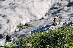 C067838: Schneehühner (Lagopus mutus) auf Kalkfelsen