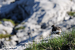 C067839: Alpenschneehuhn (Lagopus mutus) auf Kalkfelsen