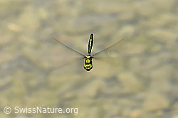 C067908: Libelle im Flug