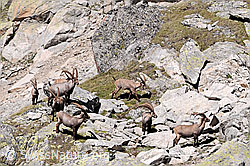 C068210: Steinböcke (Capra ibex)