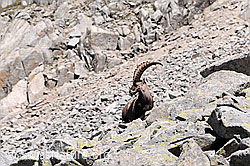 C068221: Steinbock (Capra ibex) in den Felsblöcken