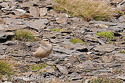 Foto: Mornellregenpfeifer (Eudromias morinellus)