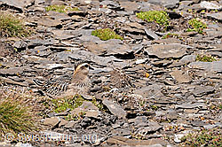 Eudromias morinellus well camouflaged sitting on stony ground (C070894)