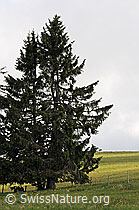 Photo: Gewöhnliche Fichte (Picea abies)