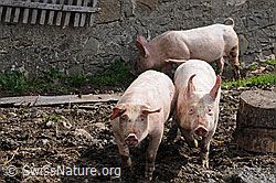 Photo: Hausschweine (Sus scrofa domesticus)