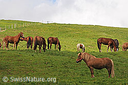 Foto: Hauspferde (Equus caballus)