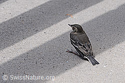 Bachstelze (Motacilla alba) (C085948) Bachstelze (Motacilla alba) (C085948)