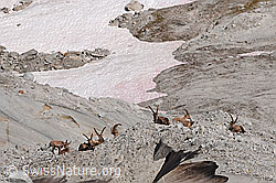 C085970: Rudel Steinböcke  (Capra ibex)