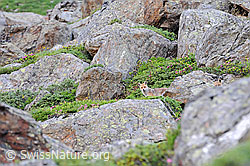 Foto: Rotfuchs (Vulpes vulpes) zwischen grossen Felsblöcken