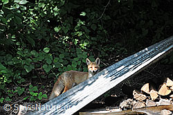 Foto: Rotfuchs im Siedlungsgebiet