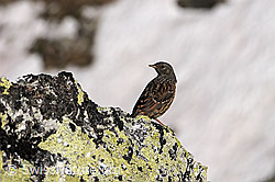 Foto: Alpenbraunelle (Prunella collaris) auf Felsblock sitzend