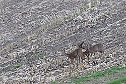 C090210: Rehe (Capreolus capreolus) auf einem abgeernteten Acker