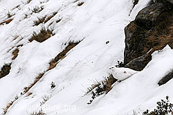 C090634: Schneehuhn (Lagopus mutus) im Winterkleid