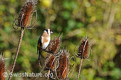 Foto: Distelfink (Carduelis carduelis)