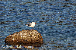 C091707: Möwe auf Stein