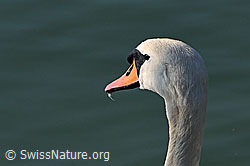 Photo: Kopf eines Schwans, Höckerschwan (Cygnus olor)