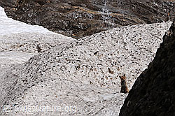 Foto: Fuchs auf Lawinenkegel sitzend