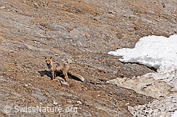 Foto: Rotfuchs in felsigem Gelände