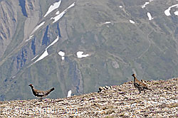 C094160: Schneehühner (Lagopus mutus)