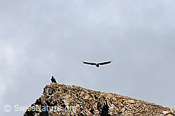 Steinadler (Aquila chrysaetos) (C095899) Steinadler (Aquila chrysaetos) (C095899)