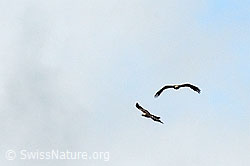 Foto: Zwei Steinadler im Flug