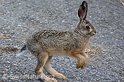 Junger Feldhase hoppelt vorbei (25.08.2014, C097277)