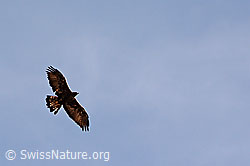 Foto: Flugbild eines Steinadlers