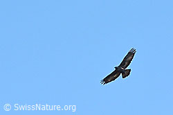 Foto: Steinadler im Flug