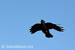 Foto: Alpendohle (Pyrrhocorax graculus) im Flug