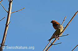 Photo: Fichtenkreuzschnabel (Loxia curvirostra)