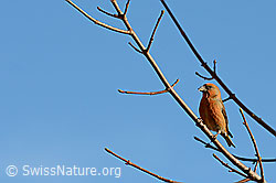 Photo: Fichtenkreuzschnabel (Loxia curvirostra)