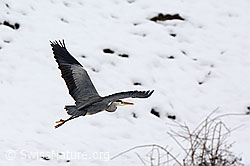C100685: Startender Fischreiher (Ardea cinerea)