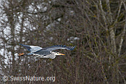 C100686: Fischreiher (Ardea cinerea) im Flug