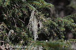 C101690: Flechte am Ast einer Tanne