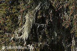 C101709: Bartflechte