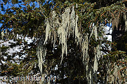 C101712: Bartflechte