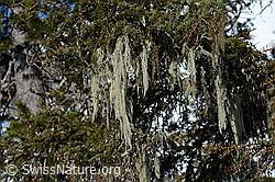 C101721: Bartflechte