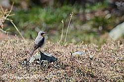 Foto: Steinschmätzer (Oenanthe oenanthe) auf Stein in Wiese