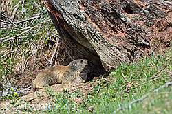 C102953: Murmeltier am Eingang seines Baus