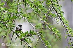 Foto: Tannenmeise (Periparus ater)